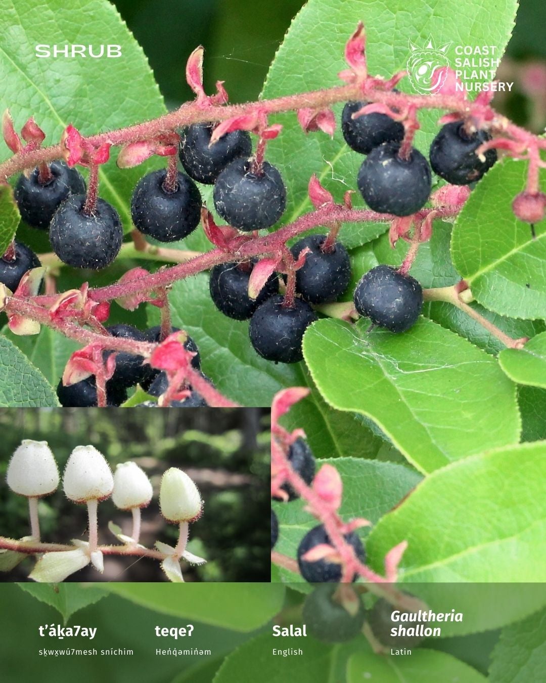 Shallon Invasive salal (Gaultheria shallon) | Coast Salish Plant Nursery