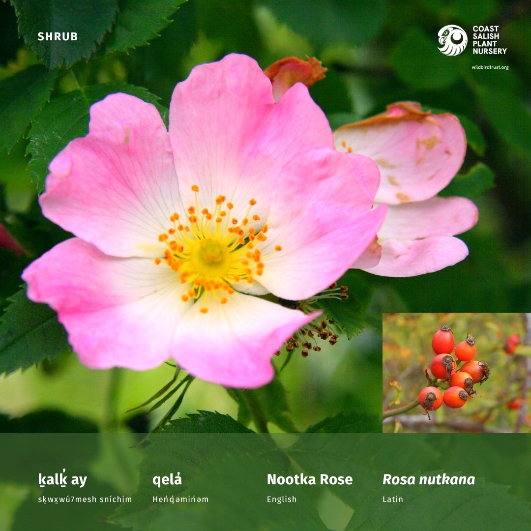 Rose Nootka (Rosa nutkana) Coast Salish Plant Nursery