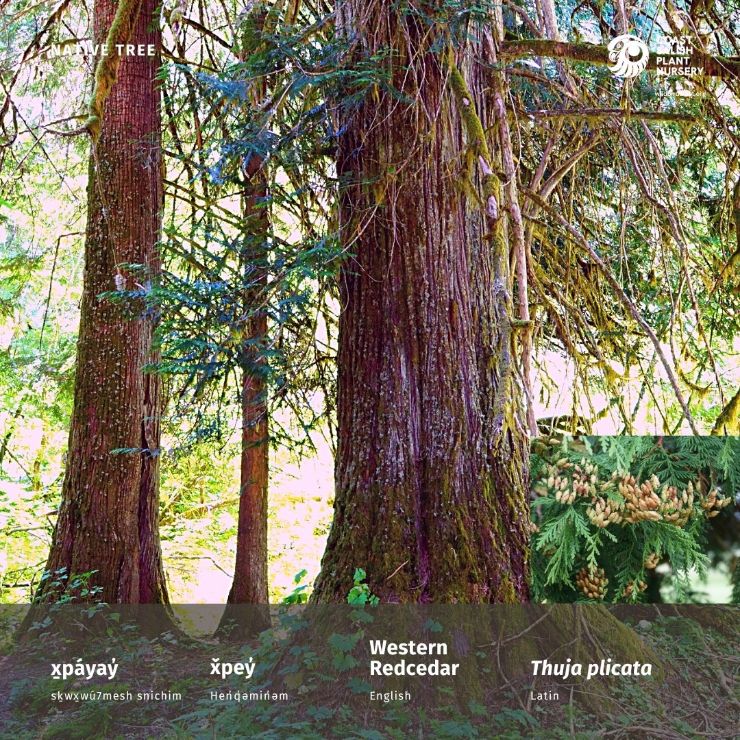 Western redcedar (Thuja plicata) Coast Salish Plant Nursery