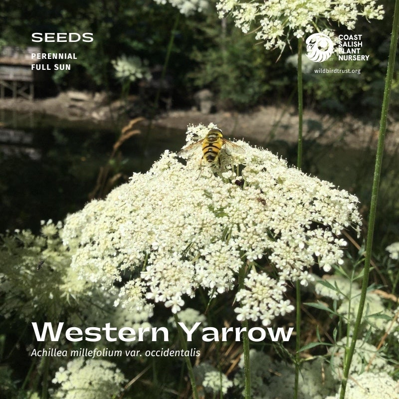 Western Yarrow (Achillea millefolium) - Seeds | Coast Salish Plant Nursery
